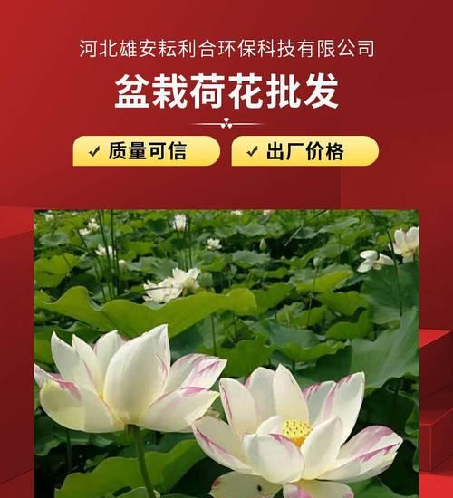 荷花的养殖方法有哪些？怎样才能养好荷花？