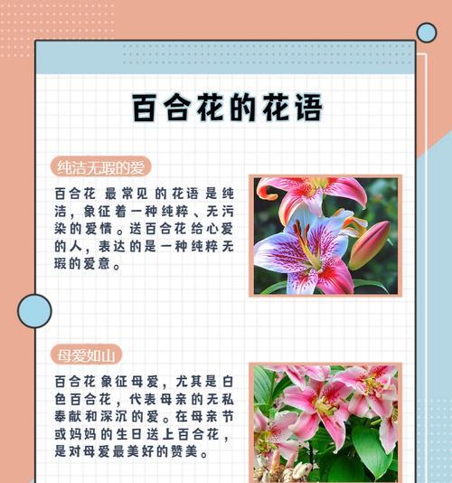 白色花的花语通常表达什么心情？