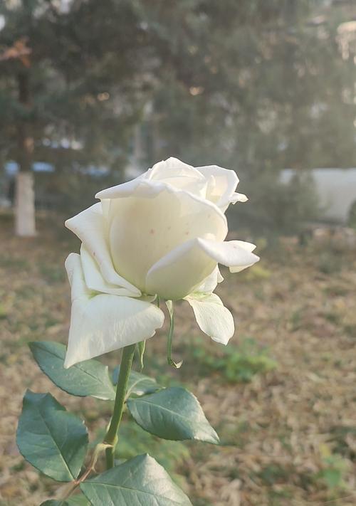 白色花的花语通常表达什么心情？