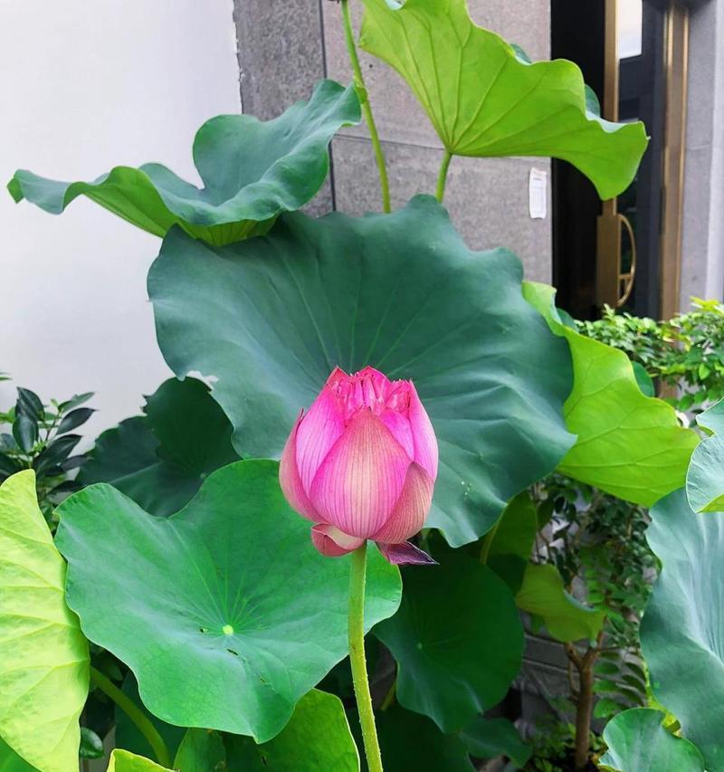 荷花的养殖方法有哪些？怎样才能养好荷花？