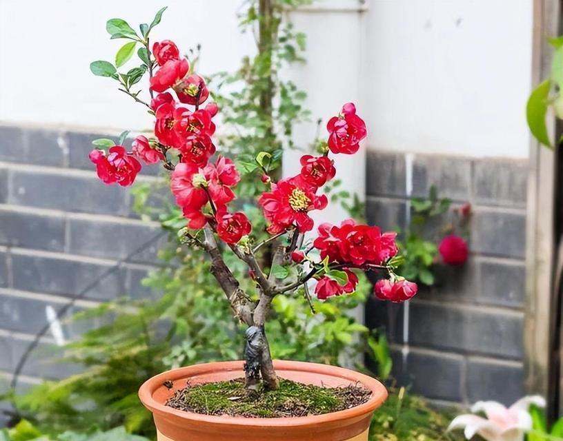 盆栽海棠花怎么养？如何保持其健康生长？
