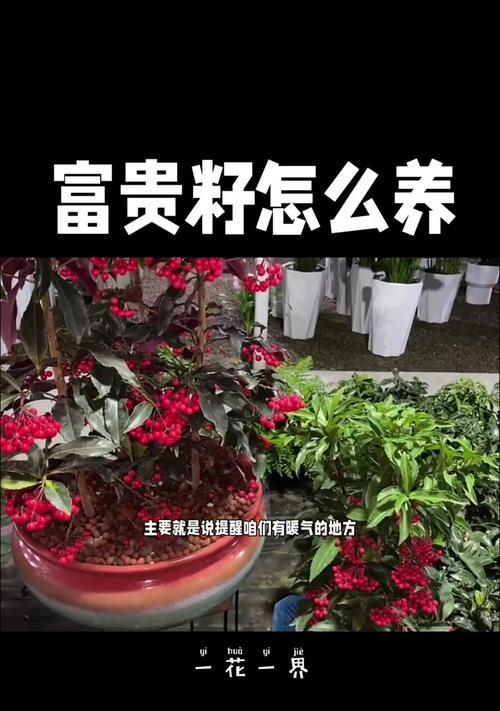 富贵籽的开花季节是什么时候？如何促进富贵籽开花？