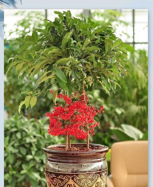 富贵籽的开花季节是什么时候？如何促进富贵籽开花？
