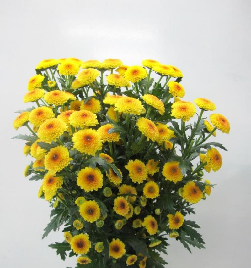 哪种花的花语代表再见？它象征着什么？
