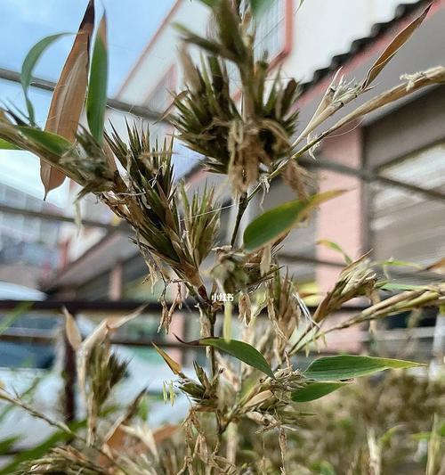 竹子开花是什么样子的？竹子开花后如何处理？