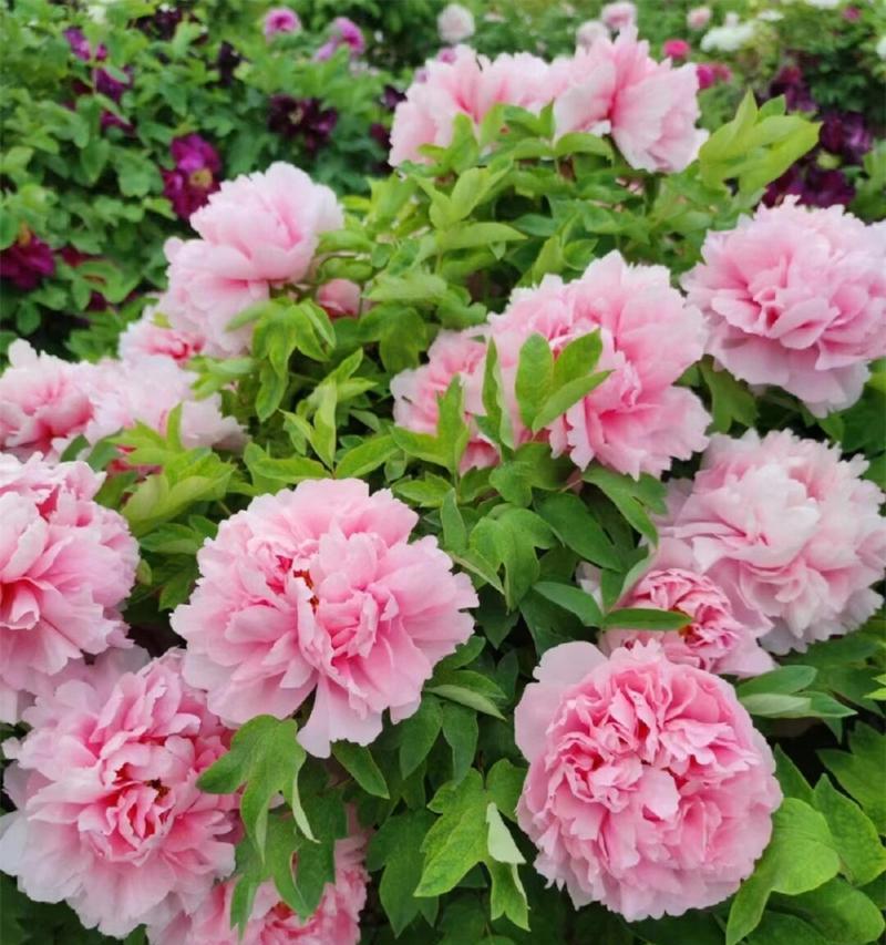 常见的鲜花品种有哪些？它们各自的特点是什么？