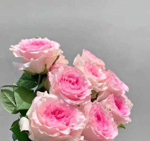 常见的鲜花品种有哪些？它们各自的特点是什么？