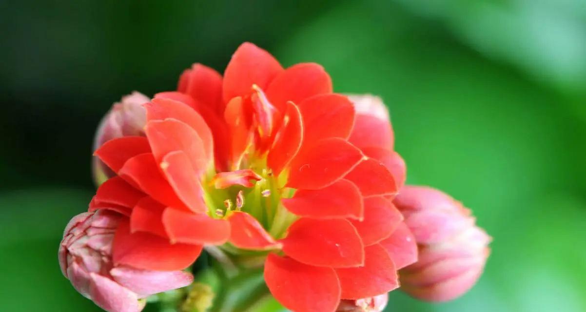 哪种花卉最耐寒？