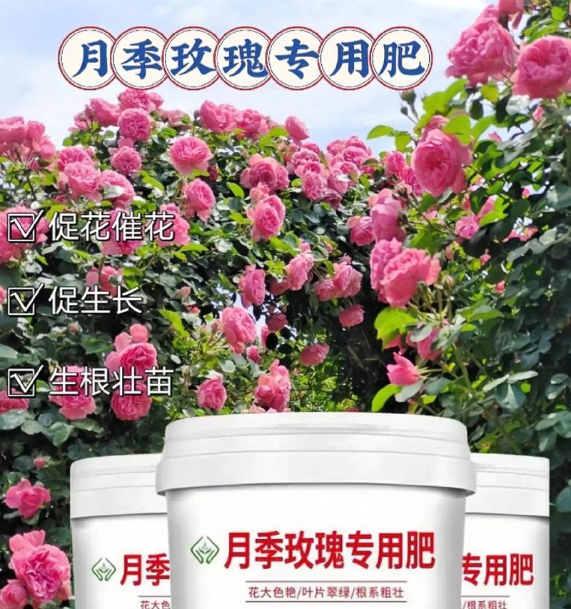 哪种肥料最适合玫瑰花？为何这种肥料能成为玫瑰花的首选？