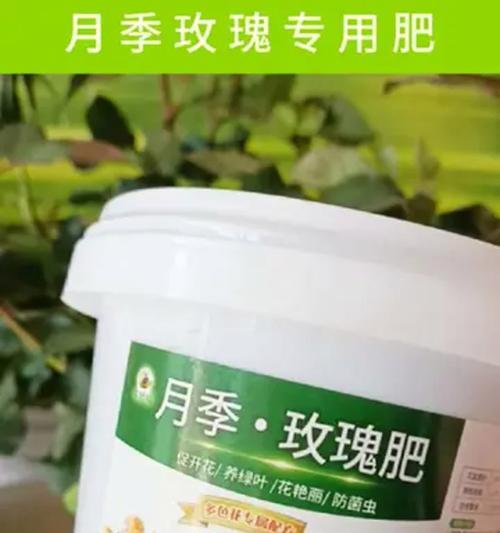 哪种肥料最适合玫瑰花？为何这种肥料能成为玫瑰花的首选？