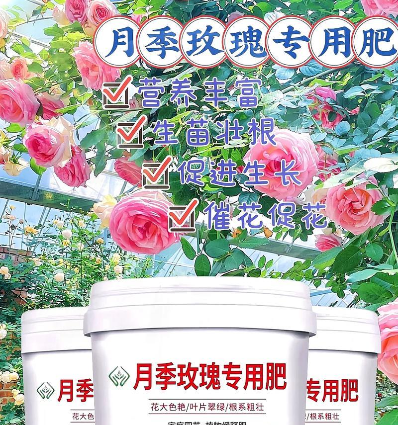 哪种肥料最适合玫瑰花？为何这种肥料能成为玫瑰花的首选？