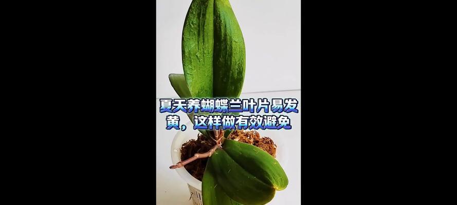 蝴蝶兰叶片发黄的处理方法是什么？