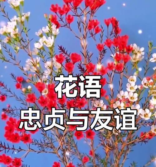 永久的友谊的花语是什么？哪种花代表了永恒的友谊？