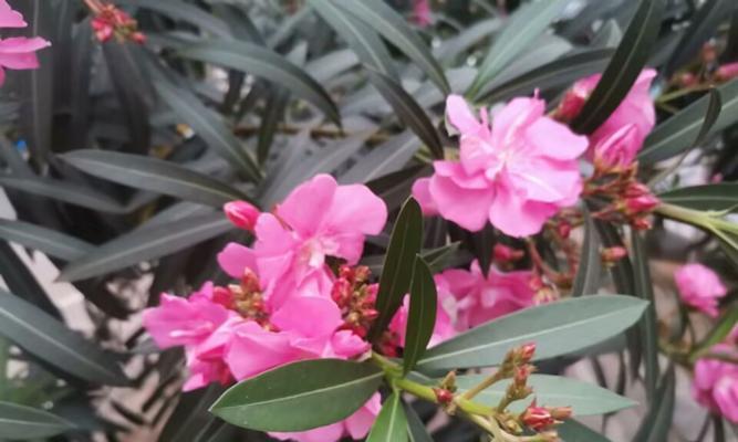 永久的友谊的花语是什么？哪种花代表了永恒的友谊？