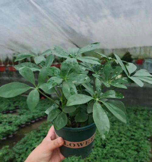 夏天适合种植哪些花卉？如何照料？