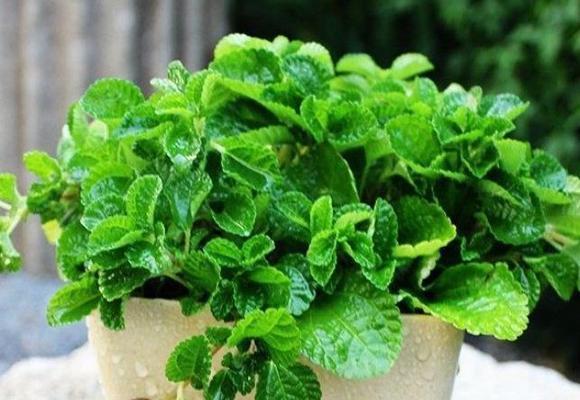 夏天适合种植哪些花卉？如何照料？