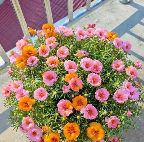 夏天适合种植哪些花卉？如何照料？