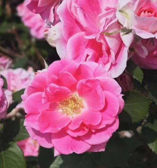 粉色牡丹菊代表什么？花语和寓意有何不同？