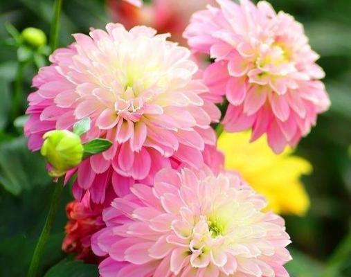 粉色牡丹菊代表什么？花语和寓意有何不同？