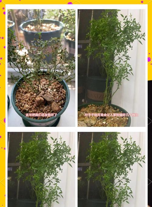 室内植物叶子发黄是什么原因？如何解决？