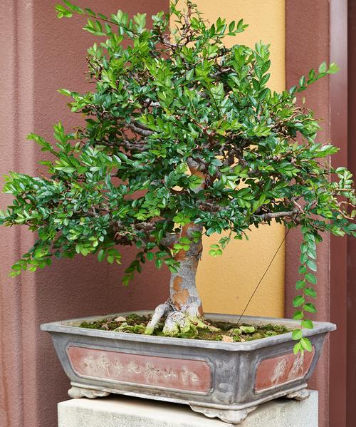 室内植物叶子发黄是什么原因？如何解决？