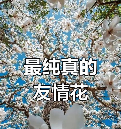 郁兰花的花语代表了什么？