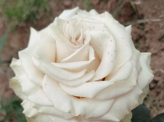 月季花的花语有哪些？送月季花代表什么意义？