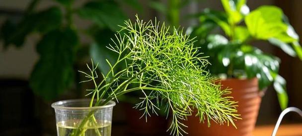 绿箩的种植技巧是什么？如何正确种植绿箩？