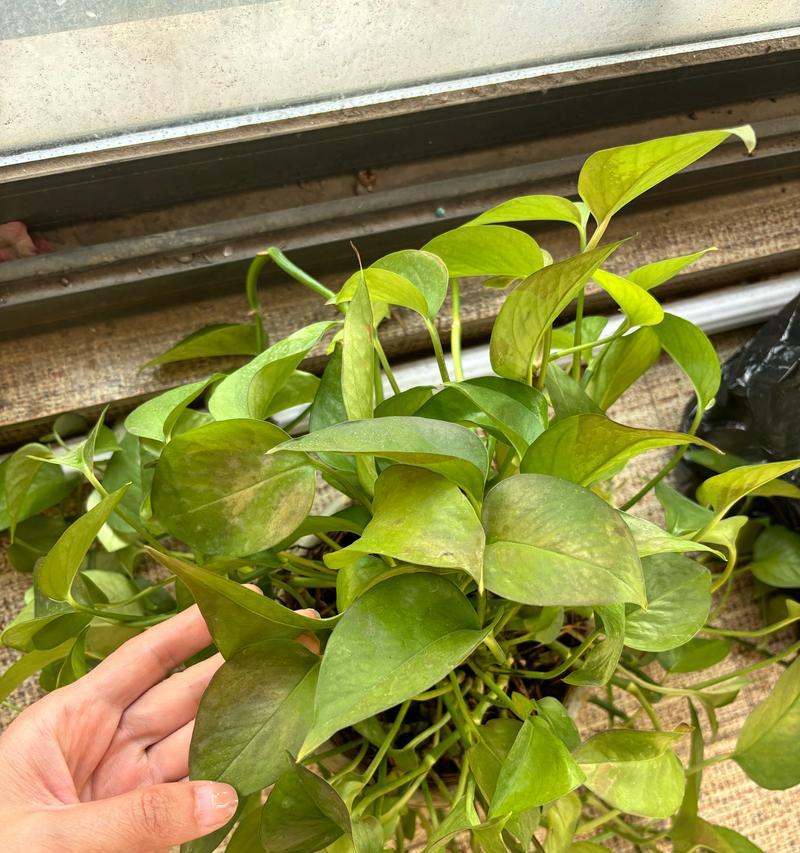 绿箩的种植技巧是什么？如何正确种植绿箩？