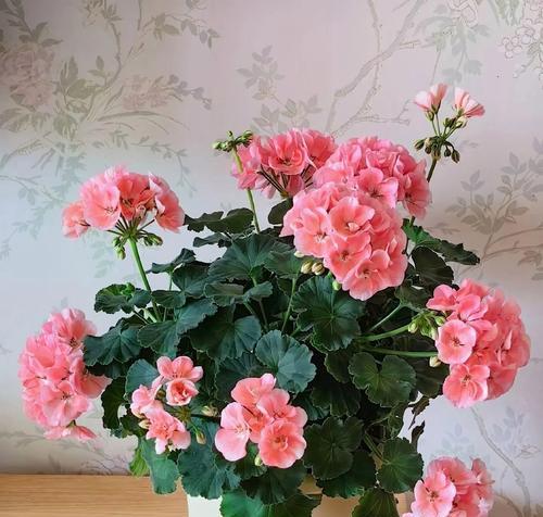 最大的花是什么花？如何在家中种植？