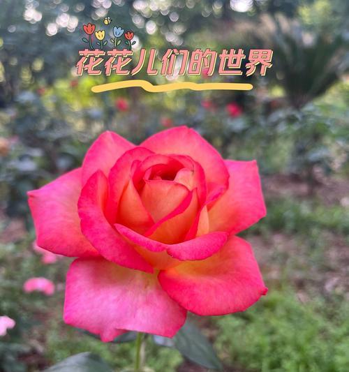 最大的花是什么花？如何在家中种植？