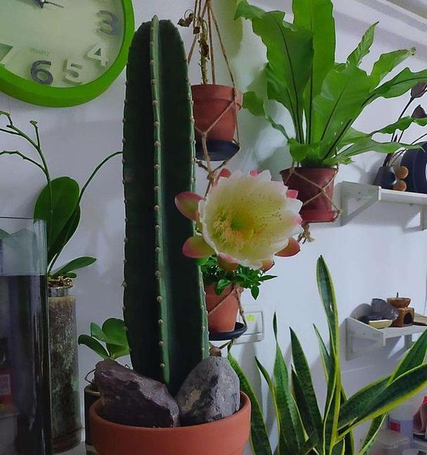 最大的花是什么花？如何在家中种植？