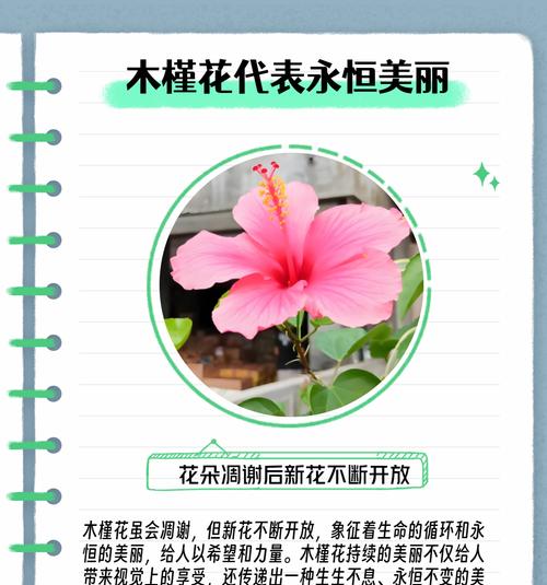 木槿花扦插的最佳时机是什么时候？扦插步骤详解？