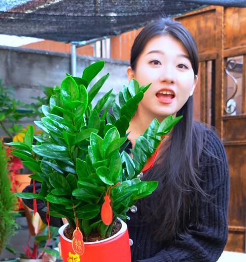 摇钱树的养殖环境和条件是什么？如何确保其健康成长？