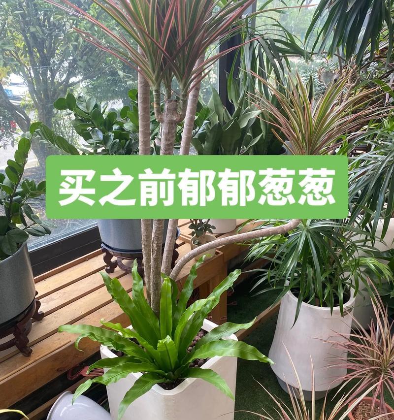 三色千年木的养殖环境要求是什么？如何保持其色彩鲜艳？