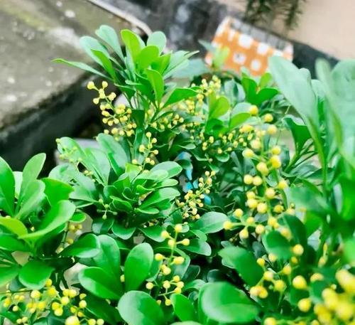 冬季适合种植哪些花卉？如何确保它们在冬季生长良好？