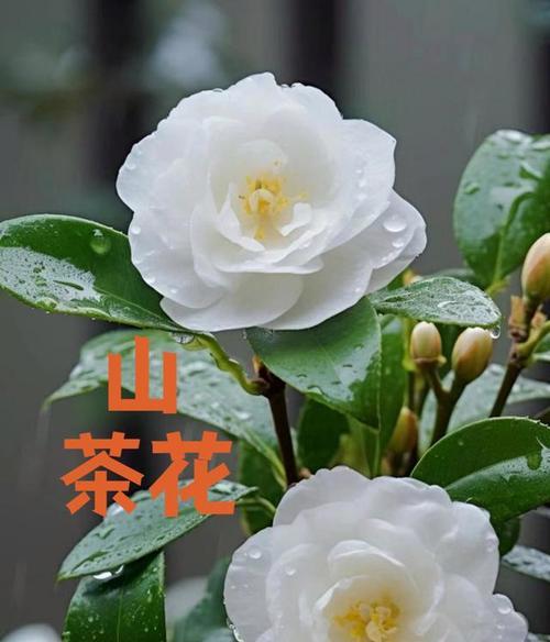 冬季适合种植哪些花卉？如何确保它们在冬季生长良好？