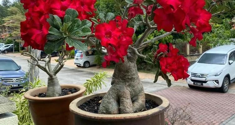 冬季适合种植哪些花卉？如何确保它们在冬季生长良好？