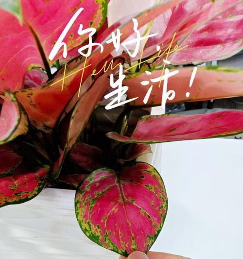 水培如意皇后养护方法是什么？如何处理其生长中常见问题？