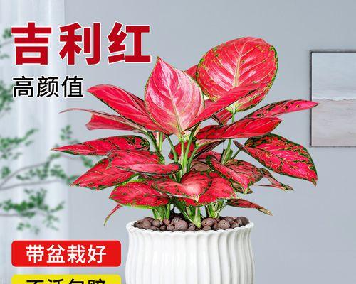 水培如意皇后养护方法是什么？如何处理其生长中常见问题？