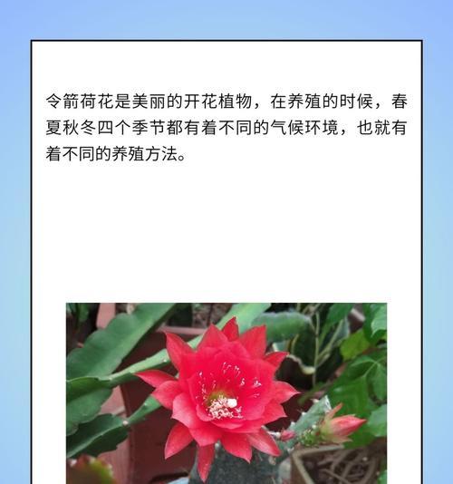 荷花的养殖方法有哪些？如何在家中养好荷花？