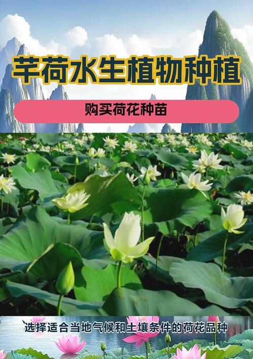 荷花的养殖方法有哪些？如何在家中养好荷花？