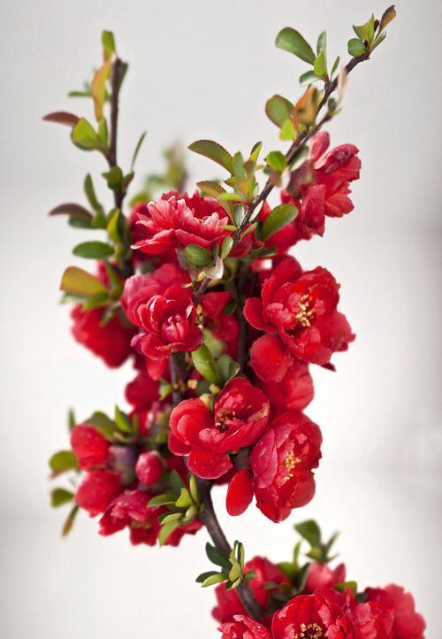 送花给另一半应该选择哪种花？花语中哪种花代表爱意？