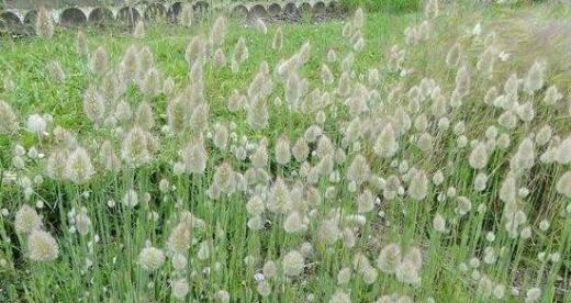 八月兔花语有何特别之处？它象征着什么？