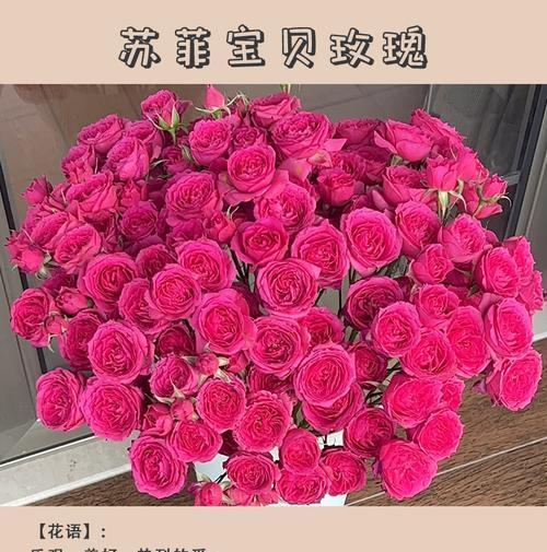 约会见面送什么花合适？花语如何表达情感？