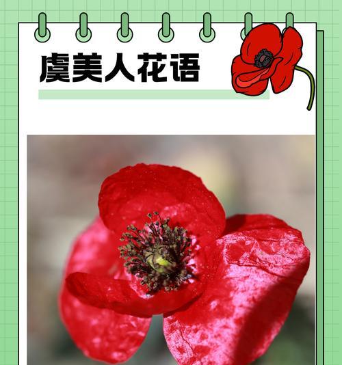 约会见面送什么花合适？花语如何表达情感？