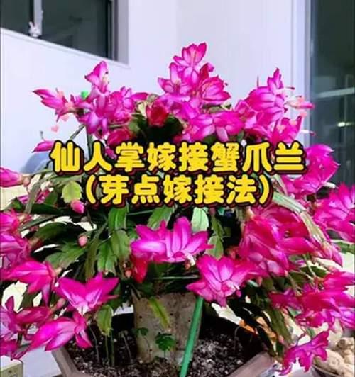 仙人掌可以嫁接哪些花卉？嫁接过程中的注意事项是什么？