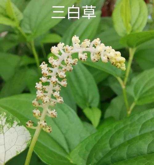 毛骨草的寓意和花语是什么？它代表了什么？