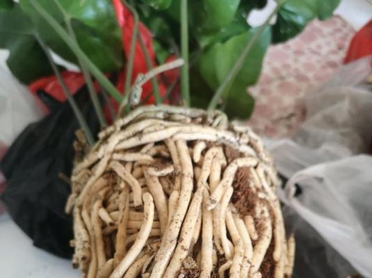 水培红掌不开花的原因及解决方法是什么？