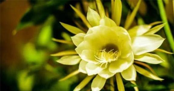 诸葛的花语有哪些？它代表了什么意义？